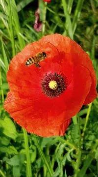 Bee transporting pollen Stock Photos