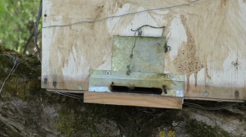 Bee trap in the forest - close-up Video stock 51171783