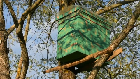 Bee trap set on tree Stock Footage 141245518