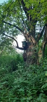 A bee trap on a tree Stock Photos