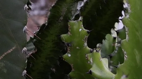 Bee trapped in a sticky fluid Stock Footage 141404822
