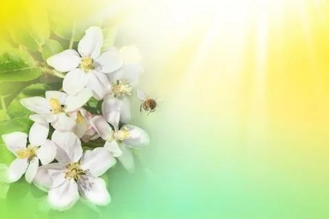 Bee with tree flower on abstract light spring background. Space for text pres Stock Photos