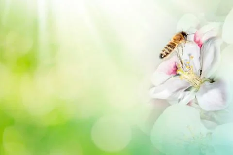 Bee with tree flower on abstract light spring background. Space for text pres Stock Photos