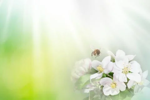 Bee with tree flower on abstract light spring background. Space for text pres Stock Photos