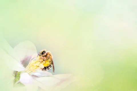 Bee with tree flower on abstract light spring background. Space for text pres Stock Photos