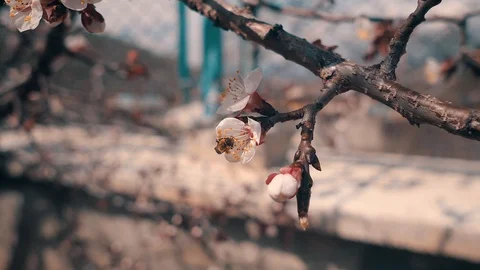 Bee on the tree flower Stock Footage 107383654