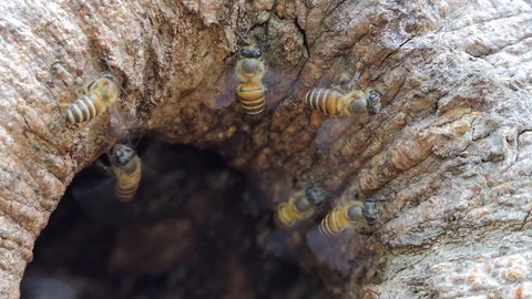 Bee on tree hole in tropical rain forest. Stock-Footage 107632355