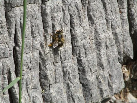 Bee in the tree Stock Photos