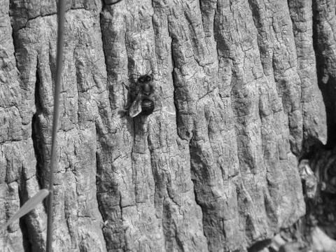 Bee in the tree Stock Photos