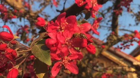 Bee on a Tree with Red Flowers in Spring. Stock Footage 106310331