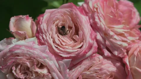 Bee tries to get into a tight bloom of a rose Stock Footage 133218356