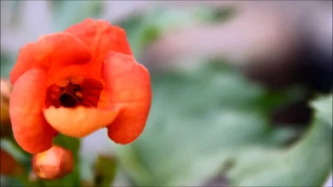 A bee trying to get out of a flower Stock Footage 77861737