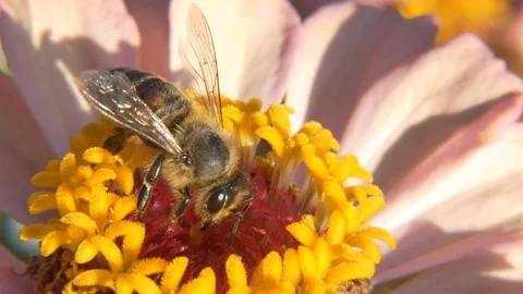 Bee on Tsiniya flower.Macro. Stock-Footage 113748634