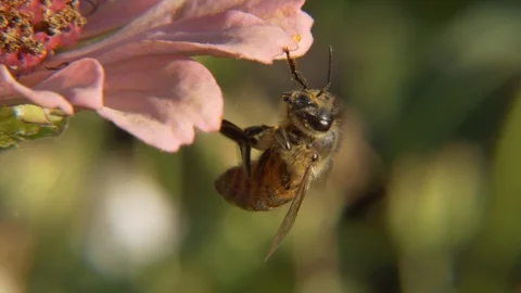 Bee on Tsiniya flower.Macro. Vídeos de archivo 113748635