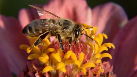Bee on Tsiniya flower.Macro. Video stock 113802911