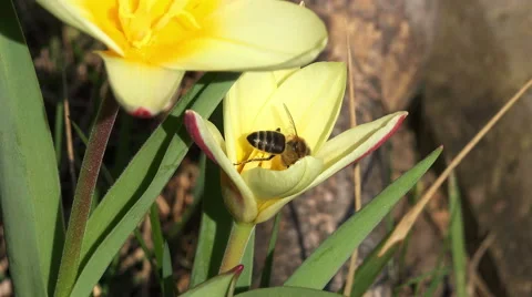 Bee on a tulip 4K Stock Footage 48756212