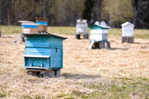Bee ulii standing in field Stock Photos