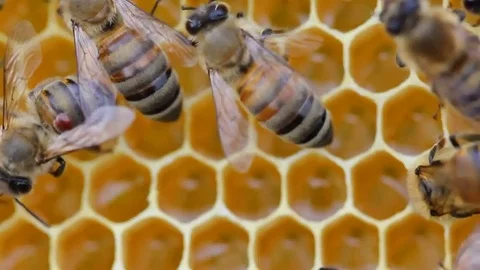 Bee with varroa mite attached to its body Stock Footage 83257977
