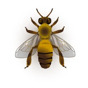 Bee. Vector illustration Stock Illustration