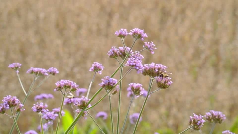 Bee on verbena flower collecting flower syrup Stock Footage