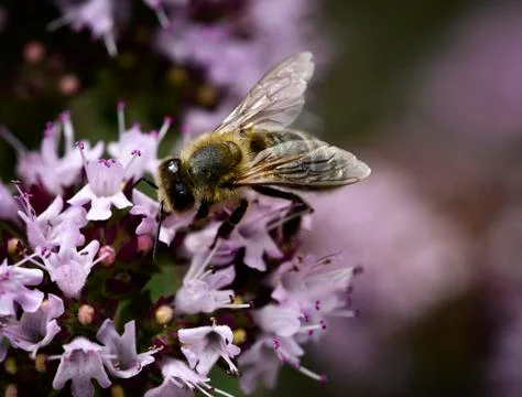 Bee on violet blossom Stock Photos