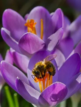 Bee on violet crocus Foto stock