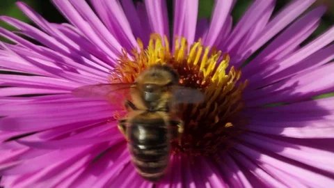 Bee on the violet flower. Stockbeeldmateriaal 76546845