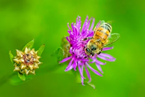 Bee on violet flower Stock Photos