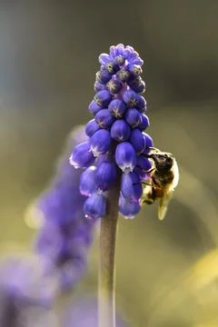 Bee on violet flowers in spring Stock Photos