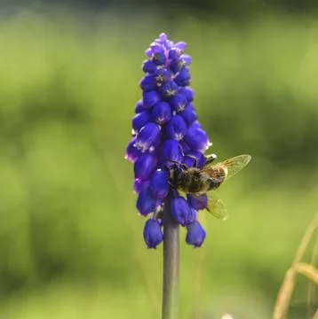 Bee on violet flowers in spring Stock Photos
