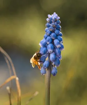 Bee on violet flowers in spring Stock Photos