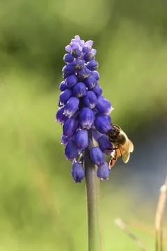 Bee on violet flowers in spring Stock Photos
