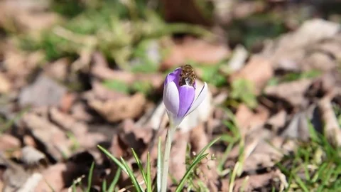 Bee on violett flower Video stock 81566085