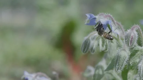 Bee Visiting a Borage Blossom, Macro Shot Video stock 280139651