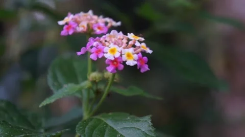 A bee visiting a flower Video stock 42681174