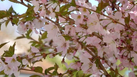 A bee visiting flowers Video stock 105609687