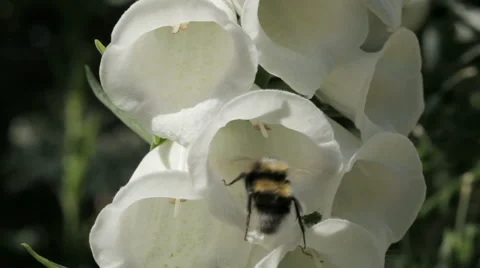 Bee Visiting Foxglove Flowers Video stock 51783510