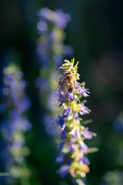 Bee Visiting Hyssop Stock Photos