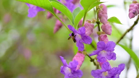 Bee visiting to Karvi flower Strobilanthes callosa getting nectar. Stock Footage 286201219