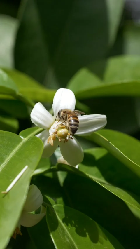 Bee visiting orange blossom, representing pollination services, biodiversity Stock-Footage 333114101
