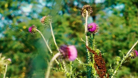 A bee visiting a thistle flower on a summer day Stock Footage 169373357