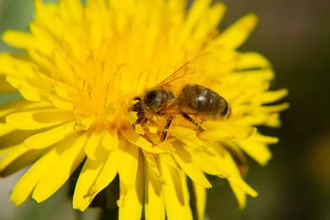 Bee visiting unny dandelion Stock Photos