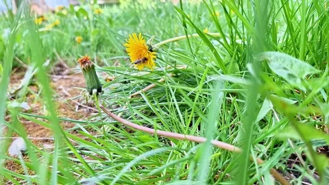 Bee Visits Dandelion Bloom in Lush Green Meadow Spring Landscape 動画素材 336596071