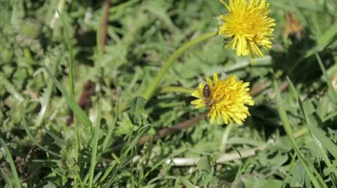 Bee visits dandelion Stock Footage 11318777