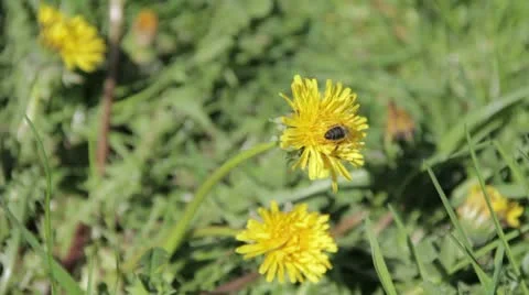 Bee visits dandelion Vidéo 11332046