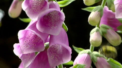 Bee Visits Pink Foxglove Stock Footage 830177