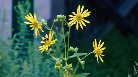 A Bee Visits Two Yellow Flowers and Flies Away Stock Footage 169366446