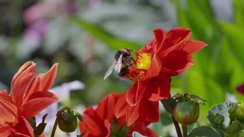 Bee visits vibrant red flower, collecting nectar. Soft-focus background shows Stock Footage 345255294