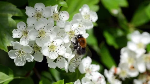 Bee Walking Along White Spring Blossom Video stock 50206838