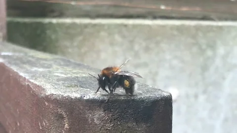 Bee walking on bench with pollen Stock Footage 161920281